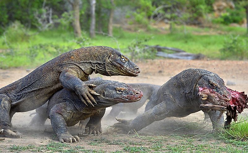 The Komodo dragons (Varanus komodoensis) battle for prey. 