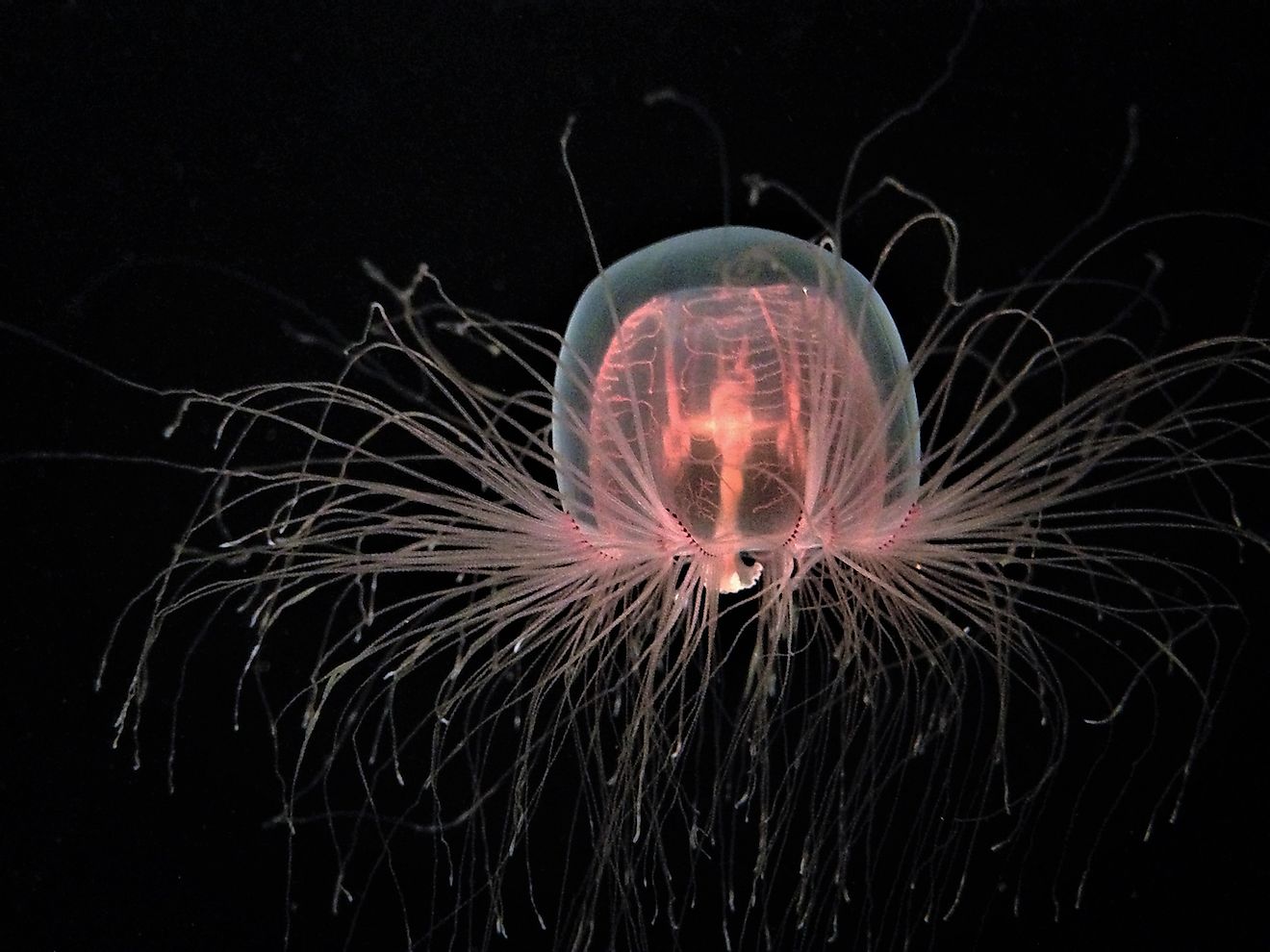 An transparent jellyfish. Image credit: Rebecca Schreiner/Shutterstock.com