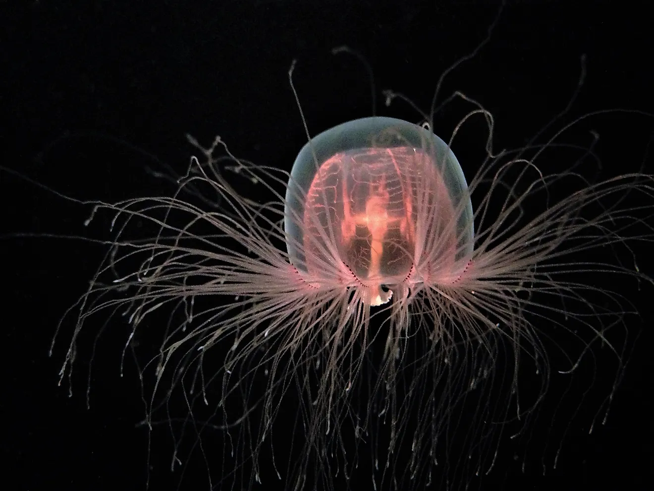 An transparent jellyfish. Image credit: Rebecca Schreiner/Shutterstock.com