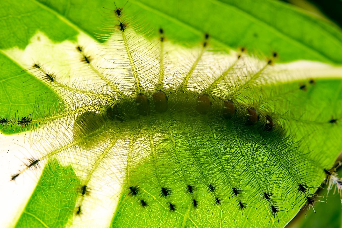 If someone did not say to you that there is a caterpillar on that leaf, you surely would have missed it.