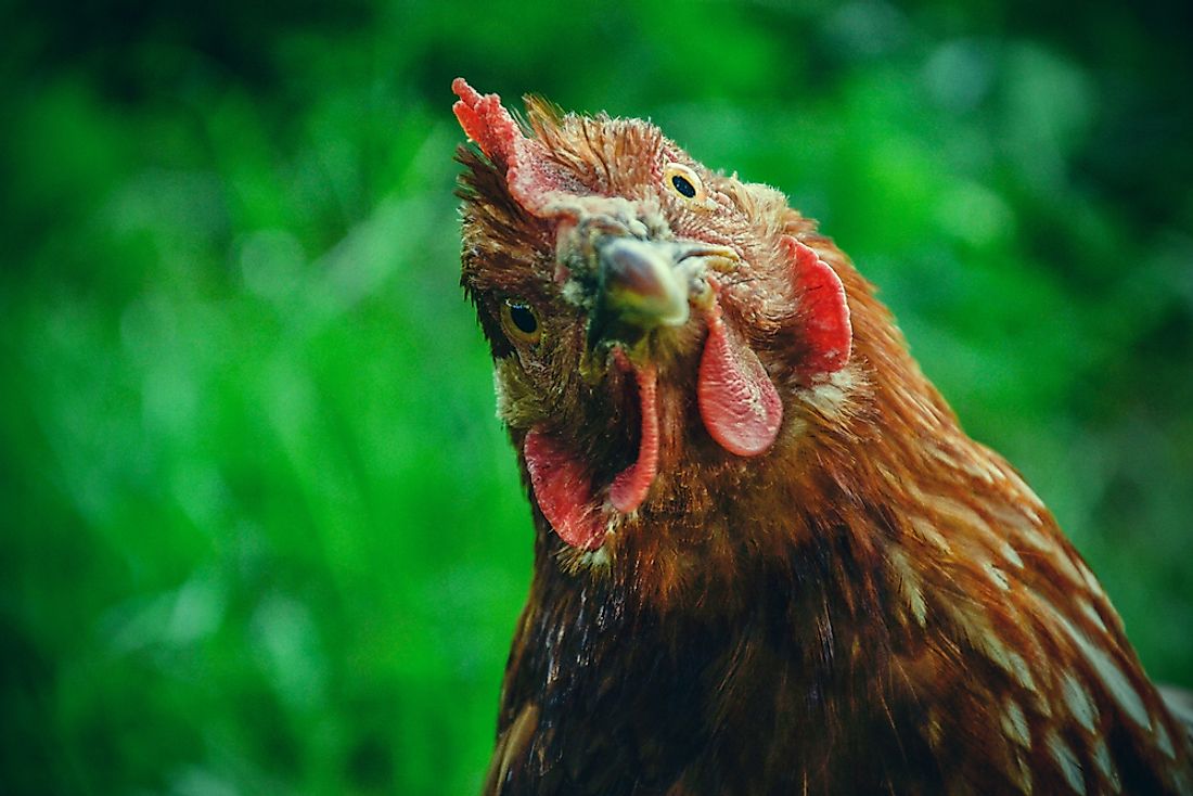 A live hen poses for the camera. 