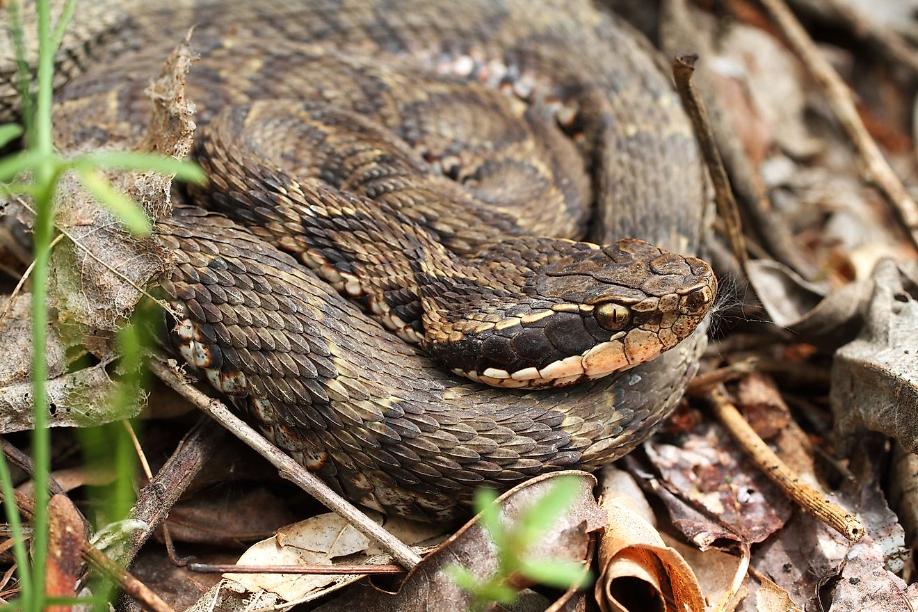 Japanese pit viper or Mamushi. Image credit: 23frogger/Shutterstock.com