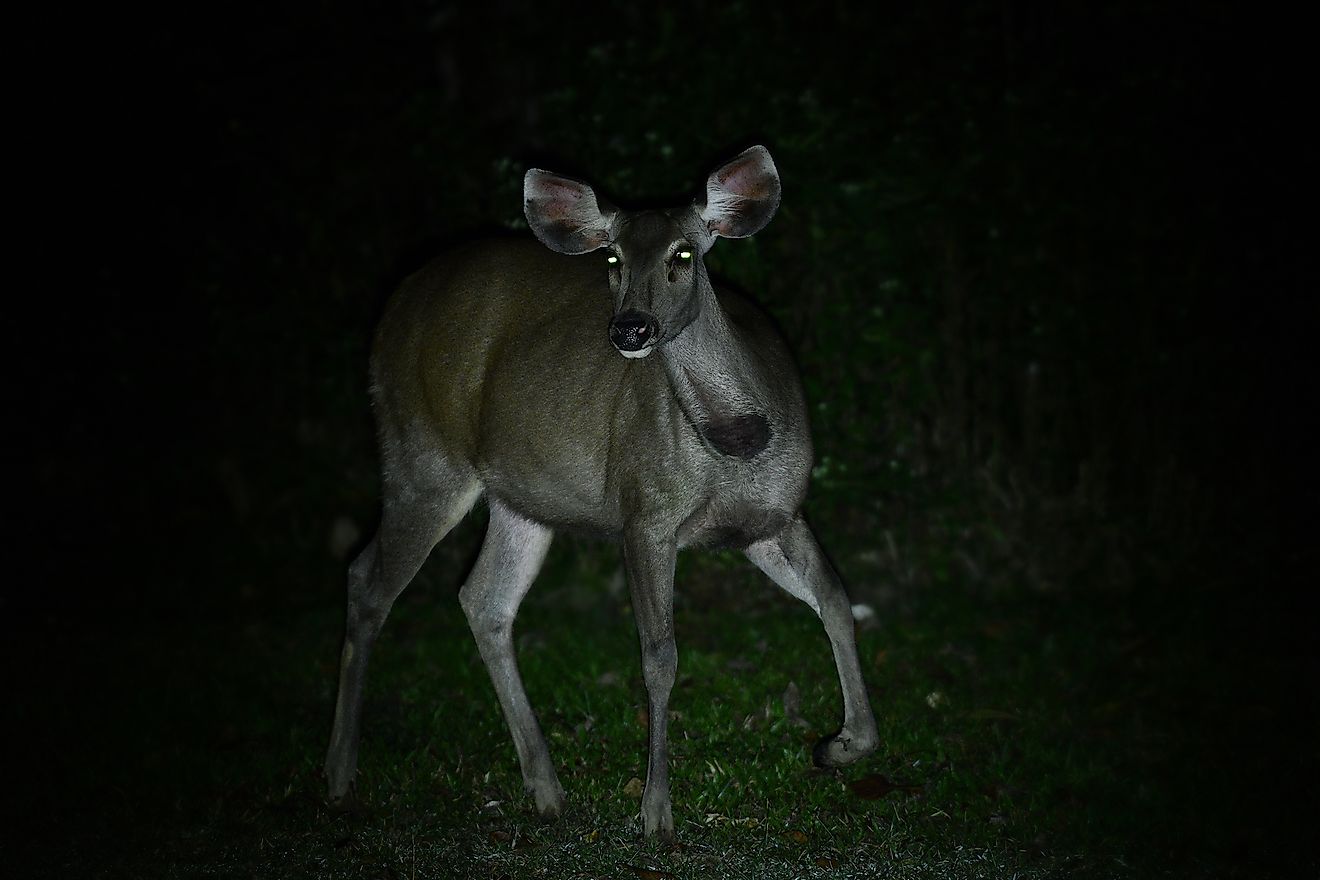 Wild deer at night. Image credit: Skynavin/Shutterstock.com