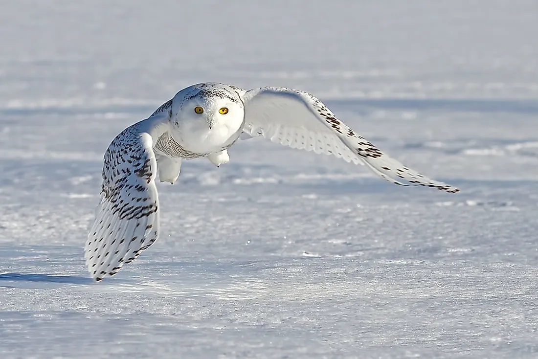 Arctic Tundra Landscape Animals