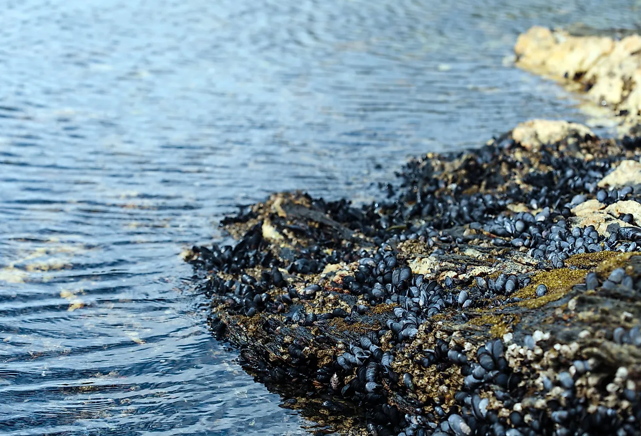 Mollusks attached to rocks on a pebbly lakeshore.