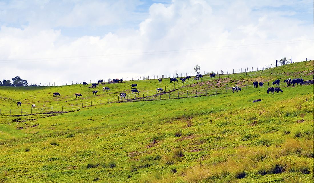 Cattle are the most important of the livestock kept in Puerto Rico.
