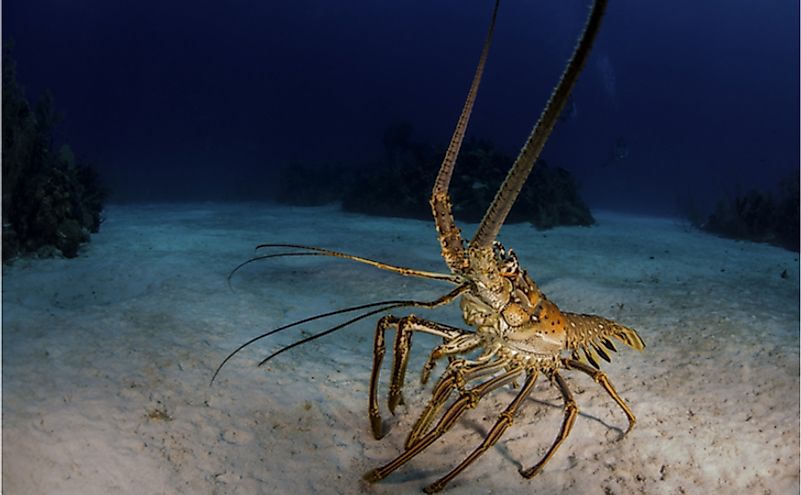What Kind Of Animals Are In The Ocean - Jacques Pueed1957