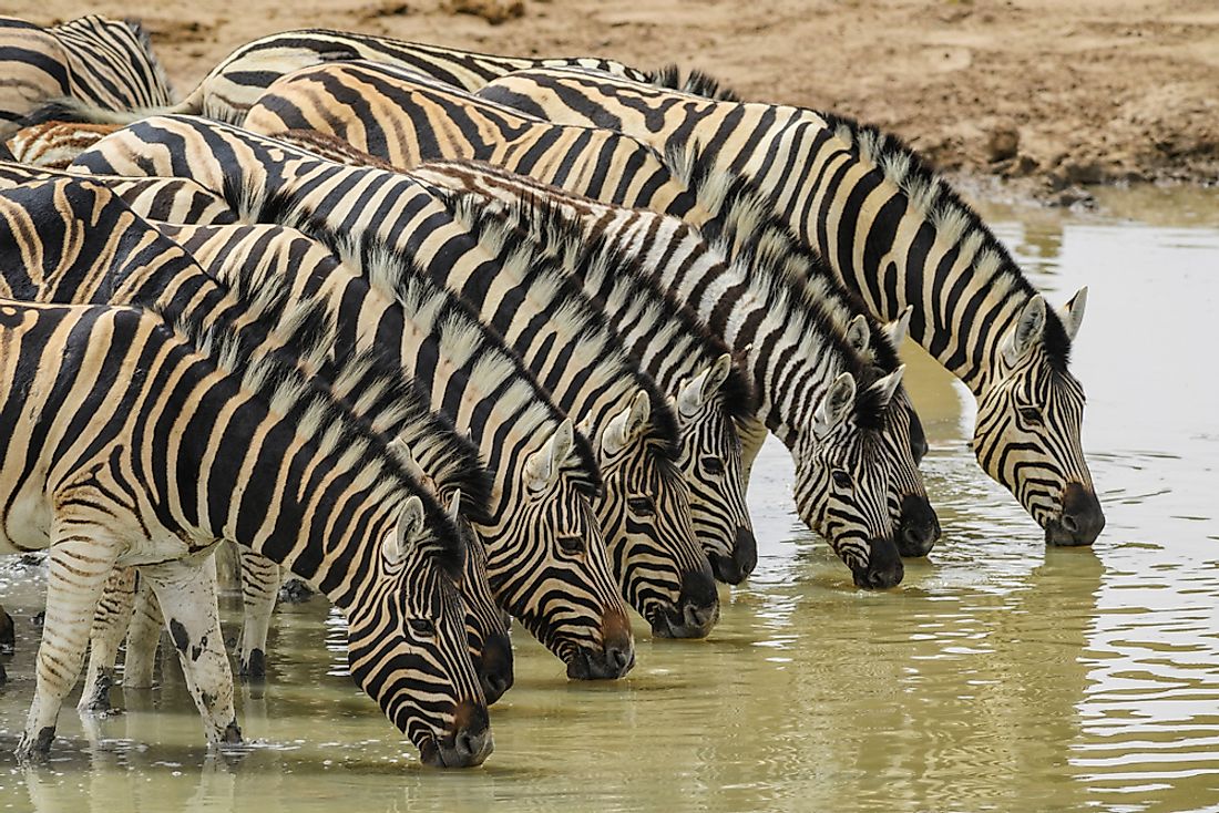 Zebras in the grasslands of Angola.