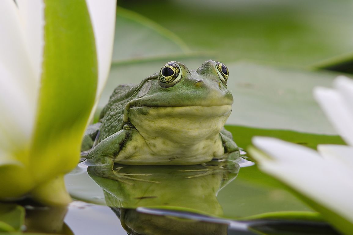 Frogs are generally found in water.