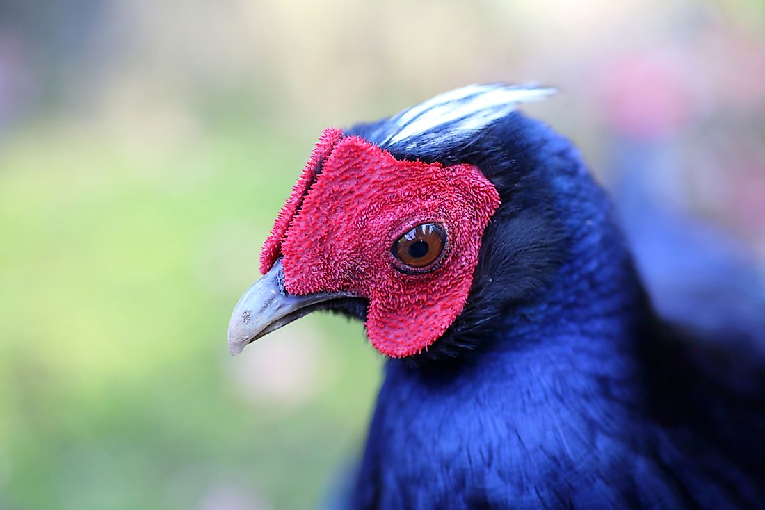 An Edward's Pheasant. 