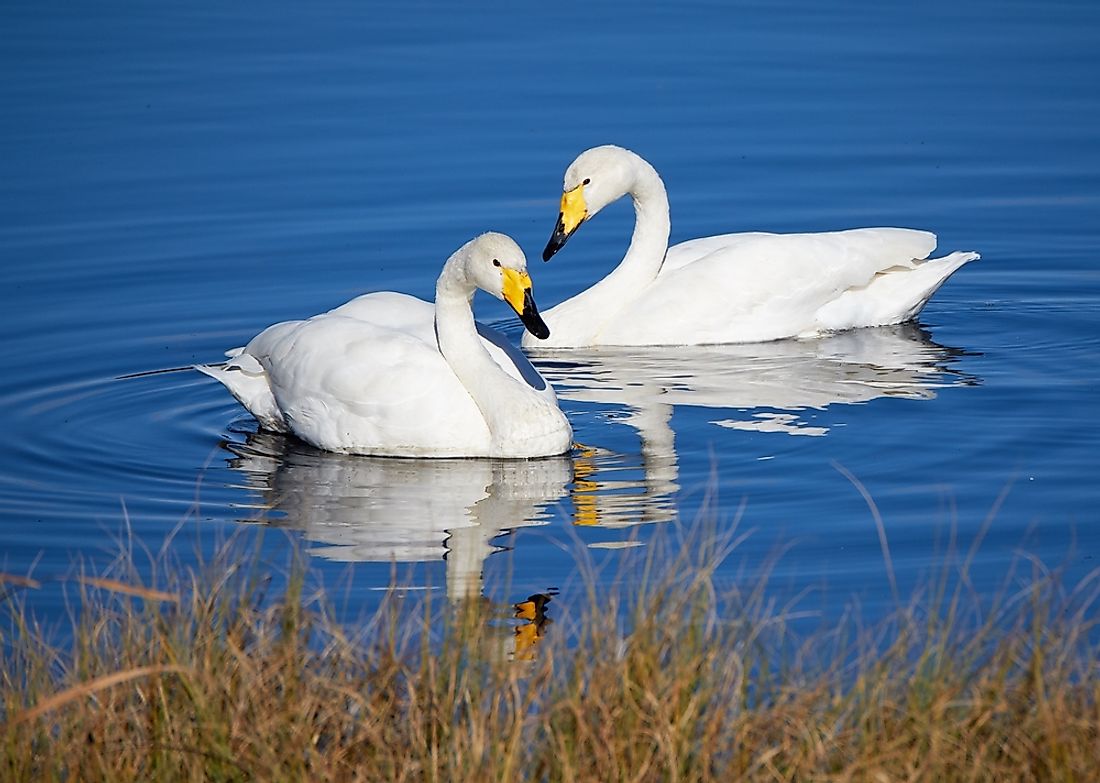 The whooper swan is the national bird of Finland.