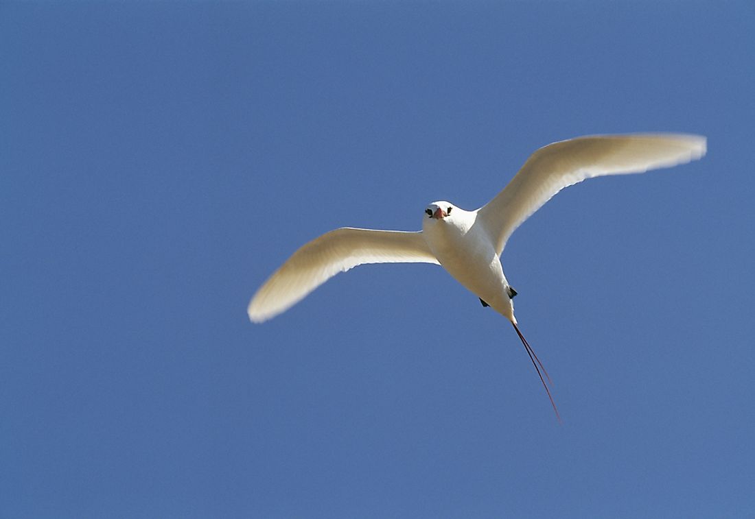 A red-tailed tropicbird. 