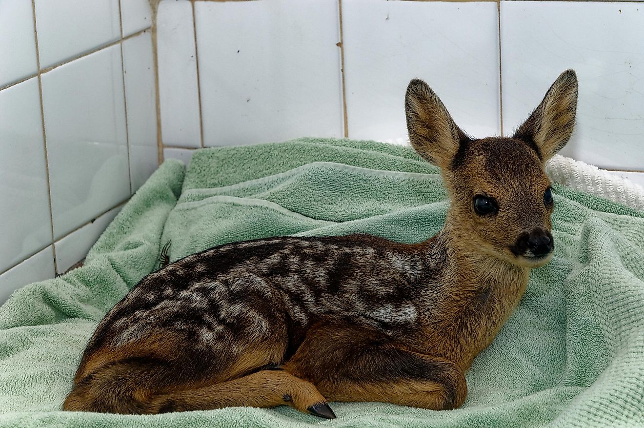 You can even try to adopt an animal from wildlife, but not to keep it as a pet, rather fund its existence.