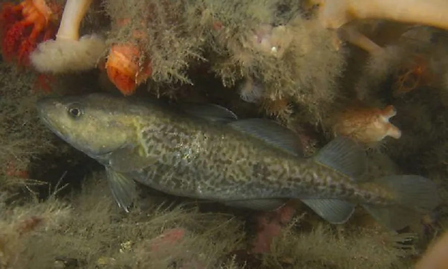 The Greenland Ogac Cod.