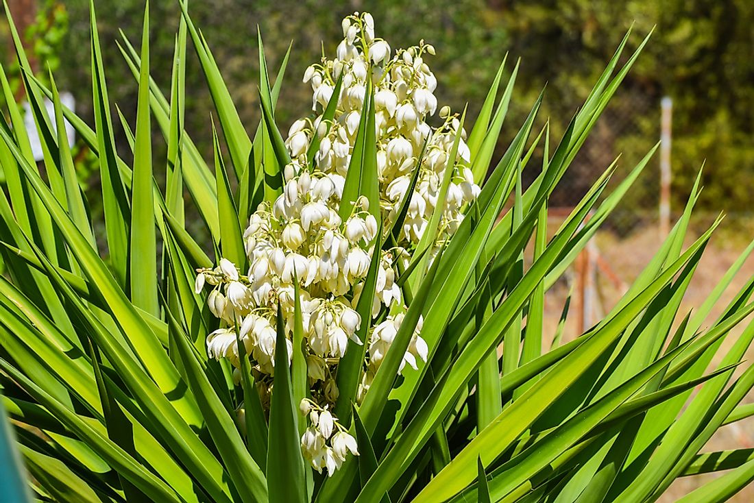 The yucca flowers. 