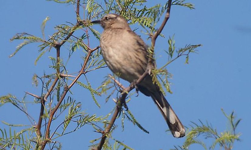 Chilean Mockingbird 