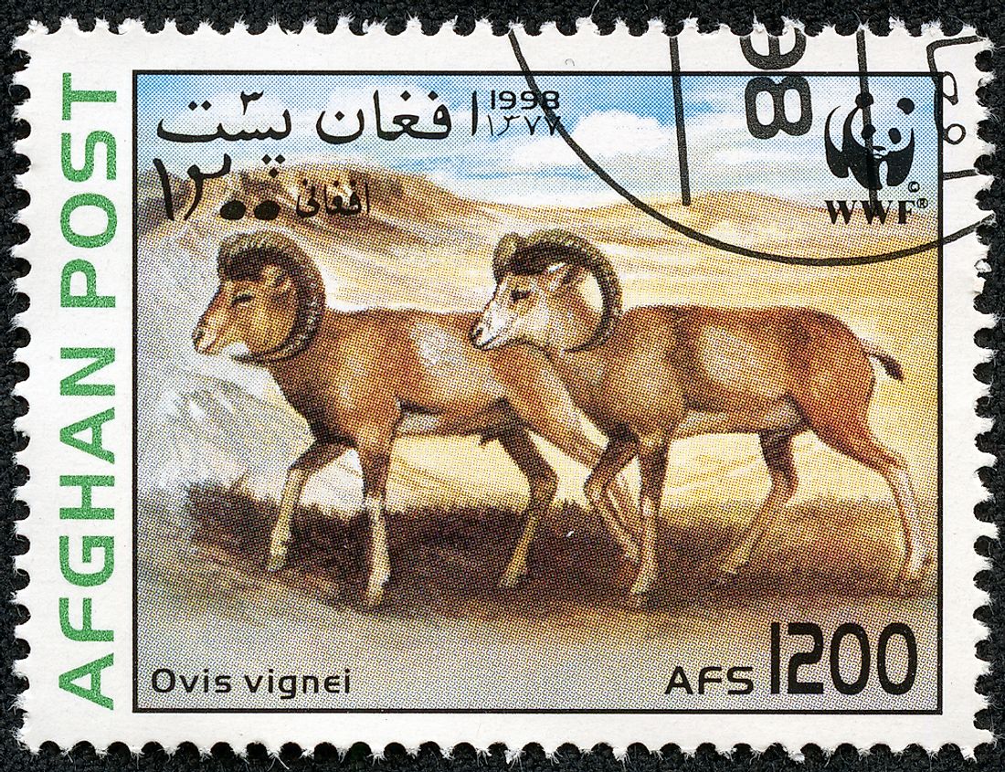 A stamp printed in Afghanistan commemorating the argali, or mountain sheep. Editorial credit: YANGCHAO / Shutterstock.com. 