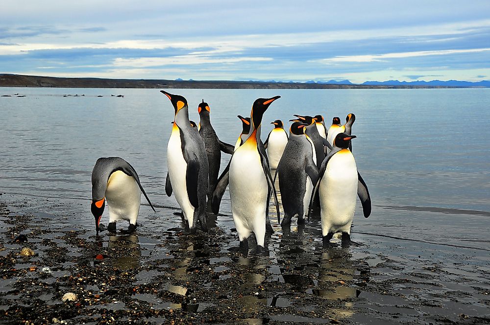 Penguins on the beach in Chile. 