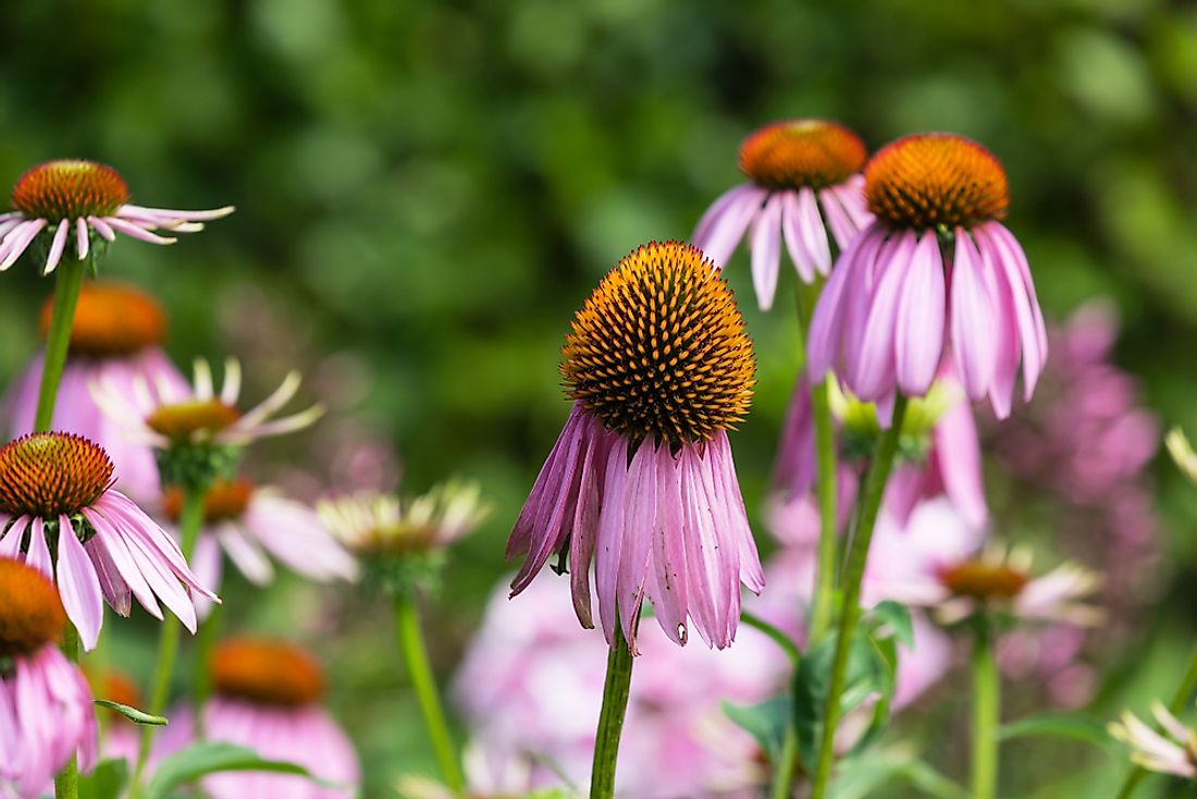 The Tennessee coneflower. 