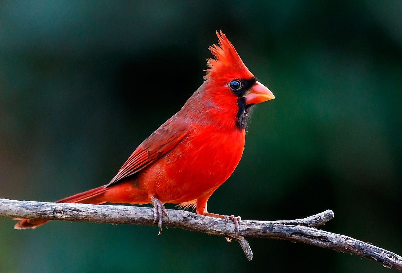 Close-up image of a red Northern Cardinal sitting on a branch.