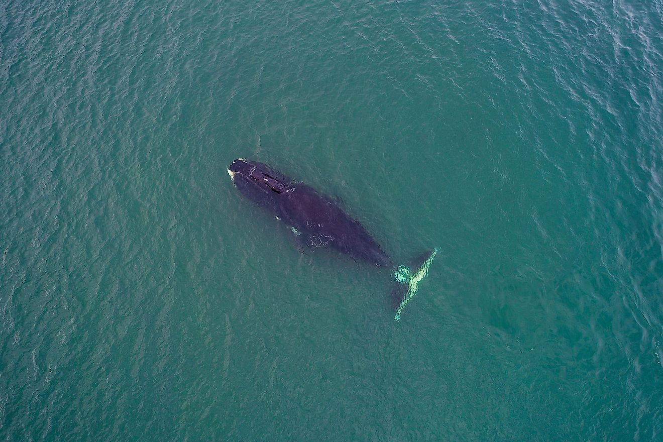 Bowhead whale feeding, Sea of Okhotsk, Russia. Image credit: Wildestanimal/Shutterstock.com