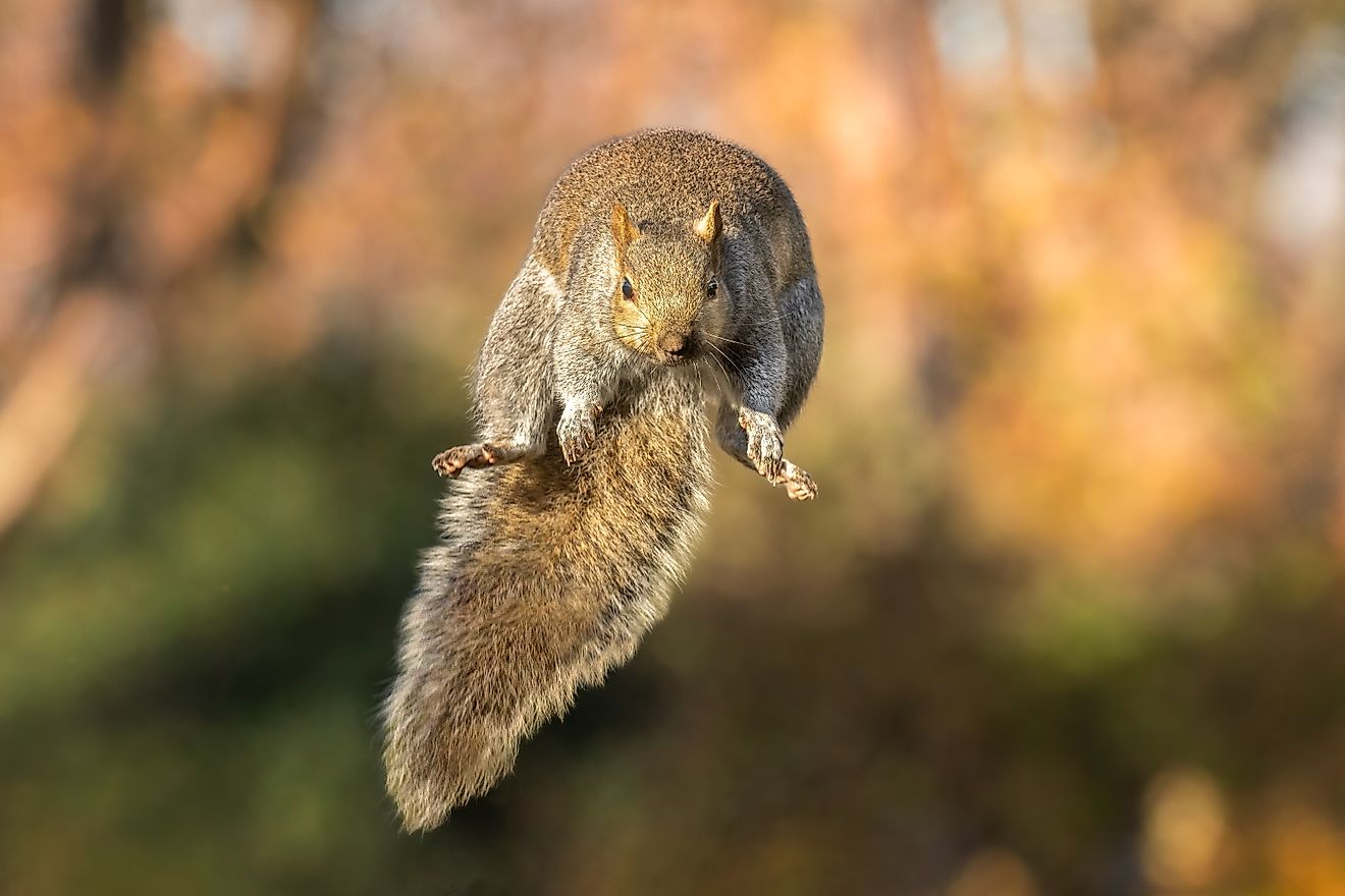 An Eastern grey squirrel leaping up.