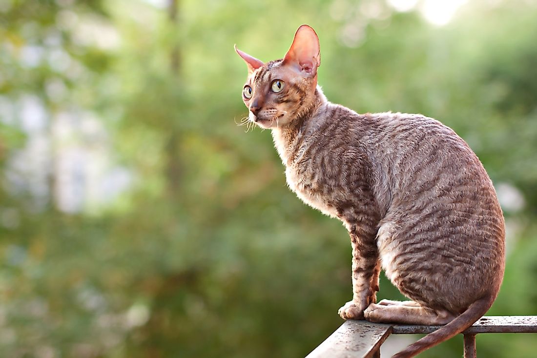 Cornish rex. 