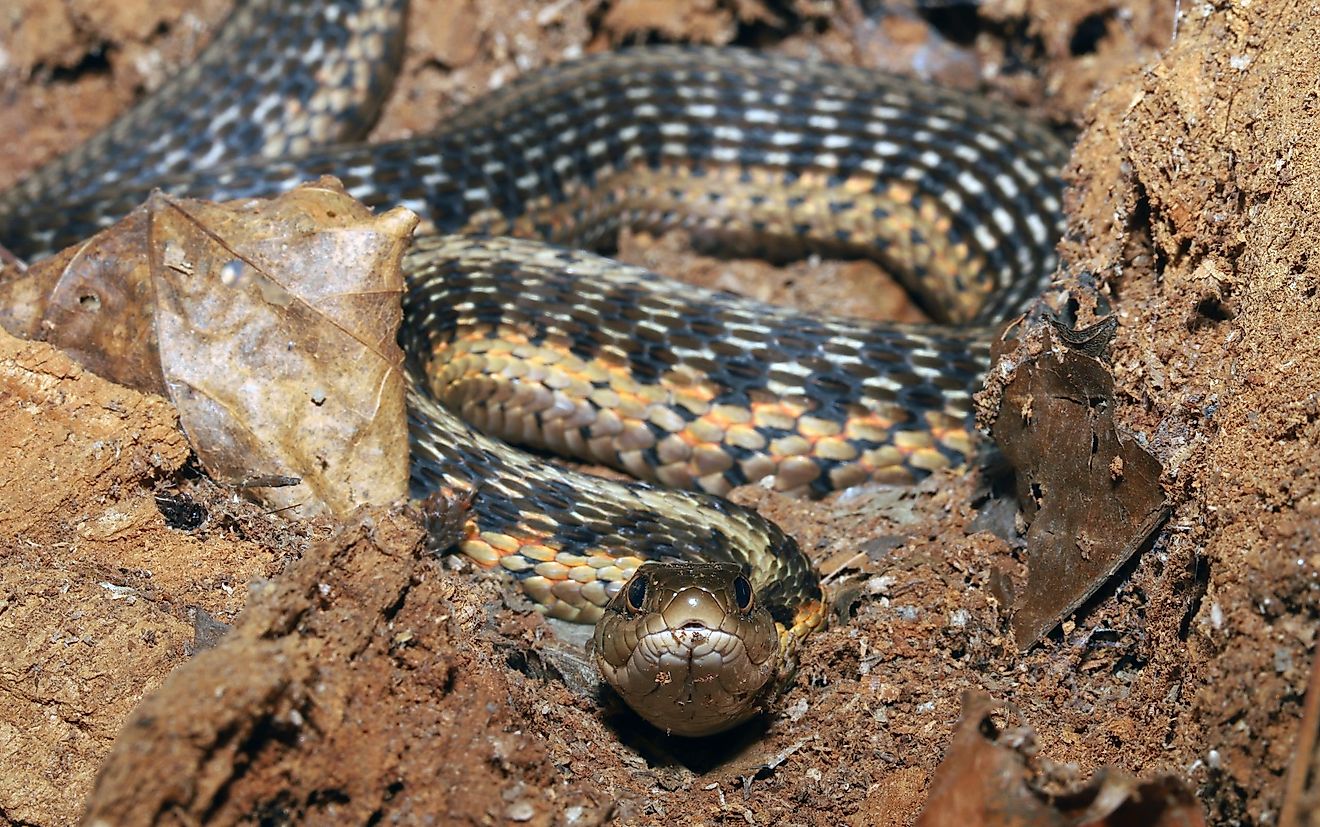 Common garter snake resting in an "S" shaped coil inside a large log.