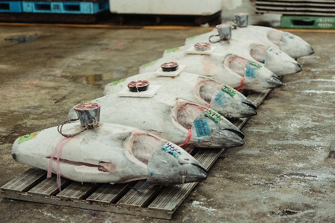 A 612-pound bluefin tuna once sold for $3 million. Photo by Peter Lam CH on Unsplash