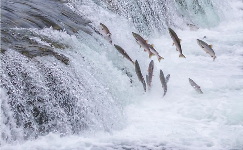 Salmon Jumping Up the Brooks Falls at Katmai National Park, Alaska.