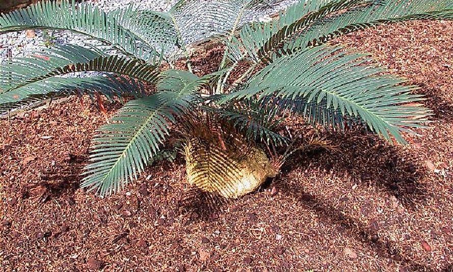 A specimen of Cycas campestris.