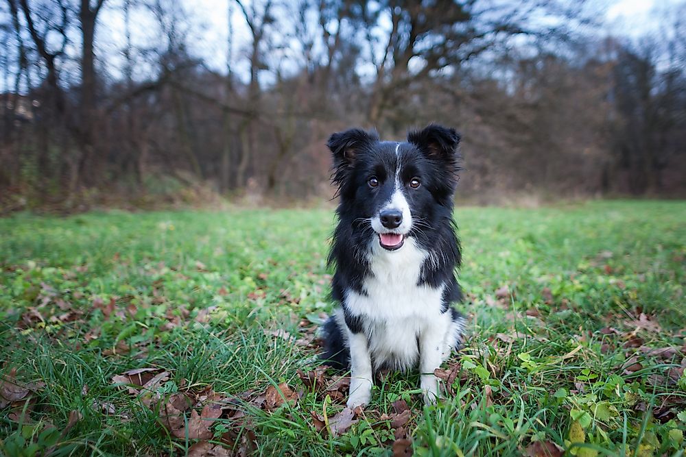 A Border Collie dog.