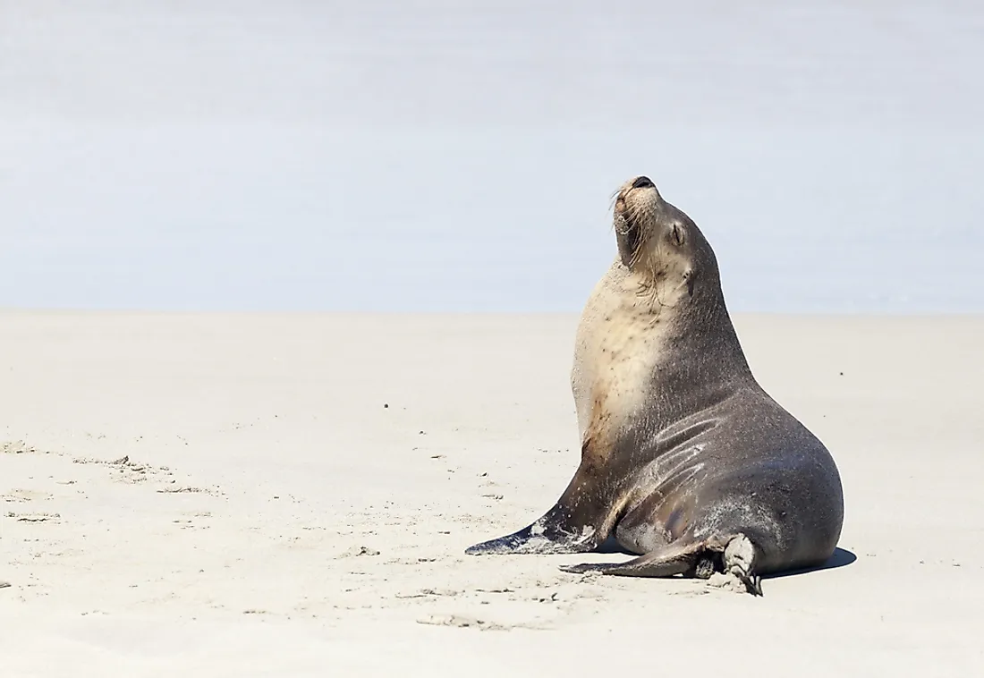 The fur seal has an underbelly which helps to keep them warm. 