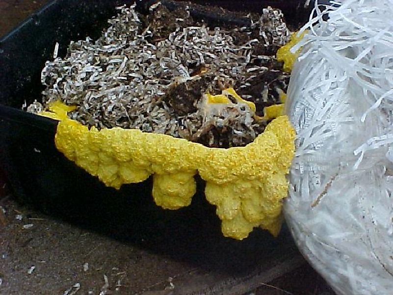 A slime mold degrading paper waste into its constituent organic components in an eco-friendly manner.
