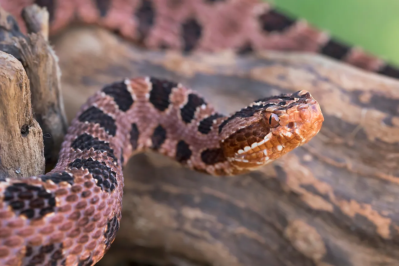 Venomous Pigmy Rattlesnake (Sistrurus miliarius)