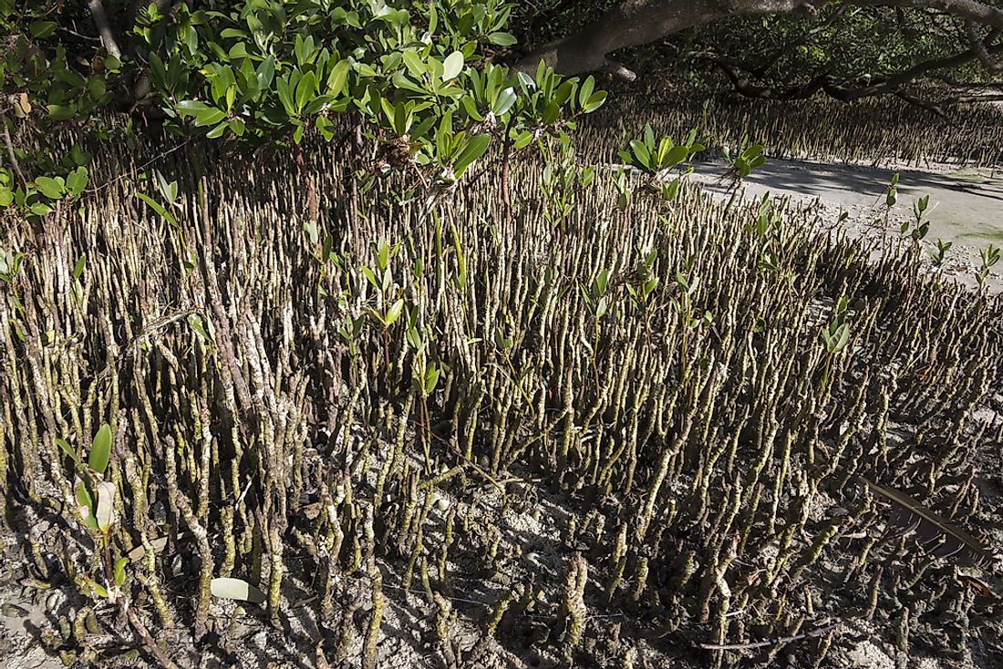 Blank mangrove is a flowering plant species that can be found on the sandy shores of Mauritania. 