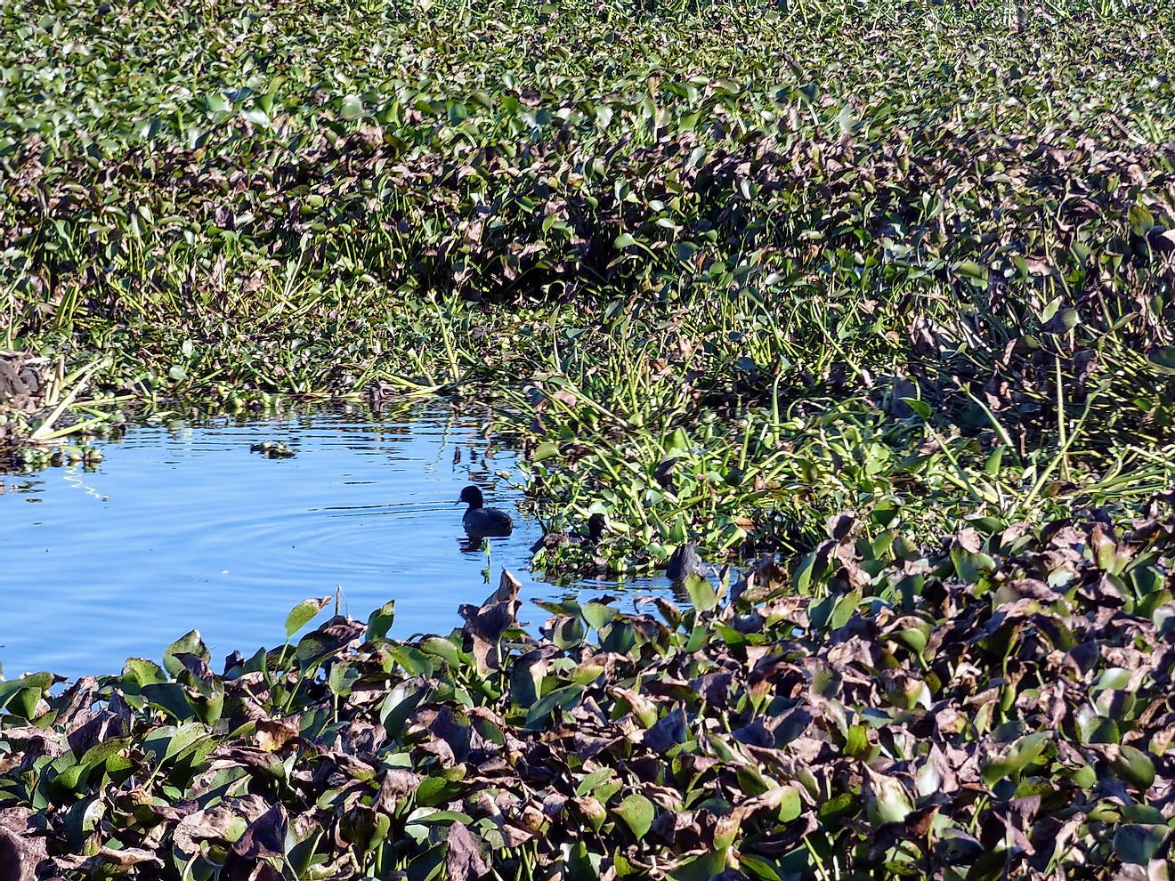 Eichhornia or water hyacinth suffocating a water body in Portugal. Image credit: Ana Couto/Shutterstock.com
