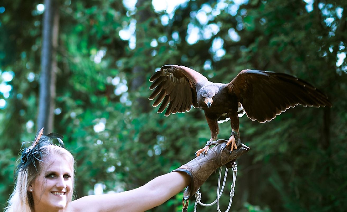 The Harris's hawk's intelligence and hunting proficiencies have made it into a choice hunting companion for falconers the world over.