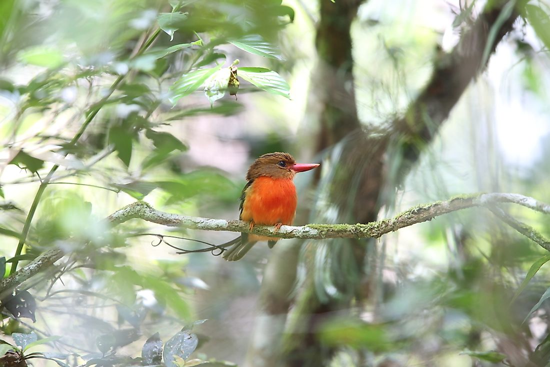 A Brown-Headed Paradise Kingfisher in Papua New Guinea. 