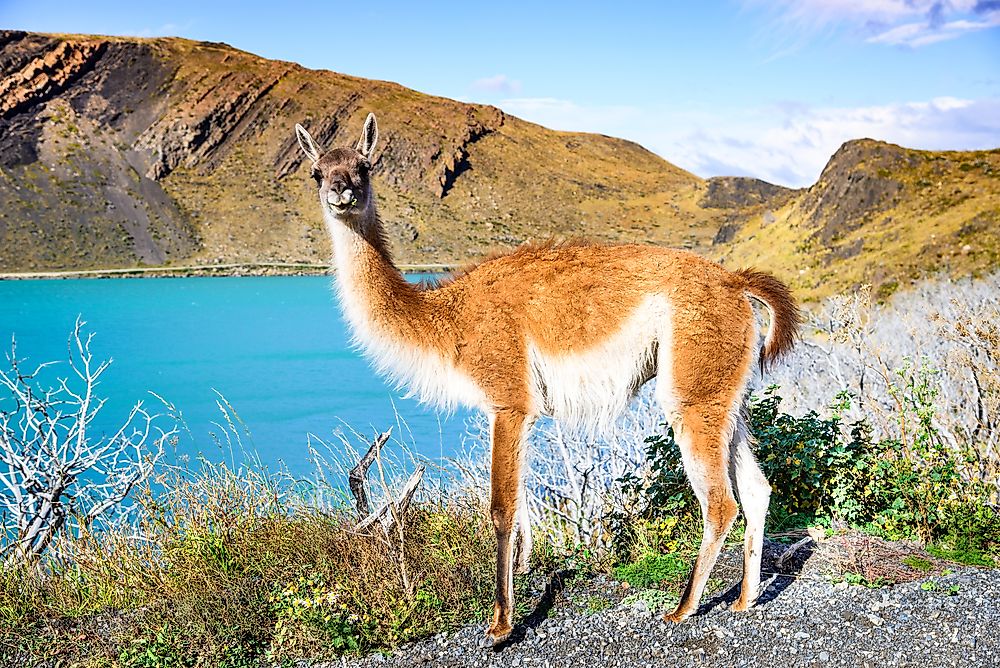 A guanaco in Chile. 