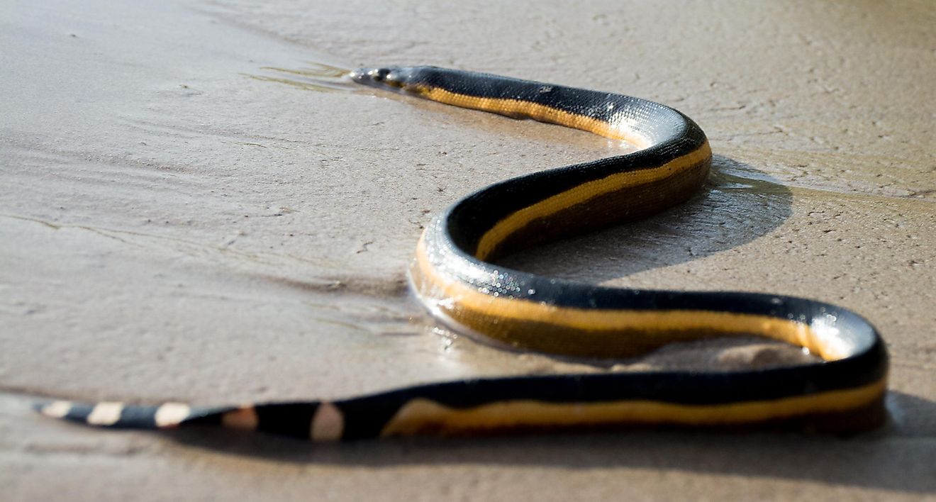 A yellow-bellied sea snake that had washed up on the seashore.