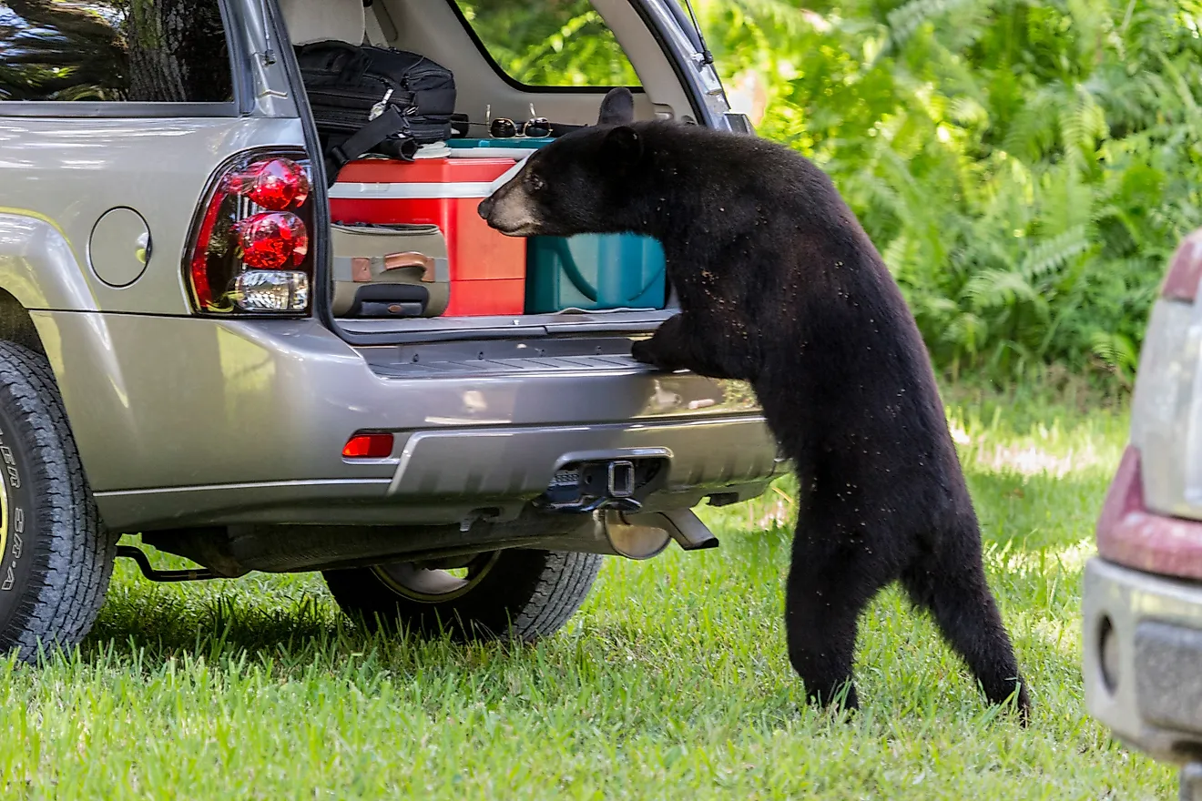A Florida black bear sniffs and looks inside the back of a vehicle.