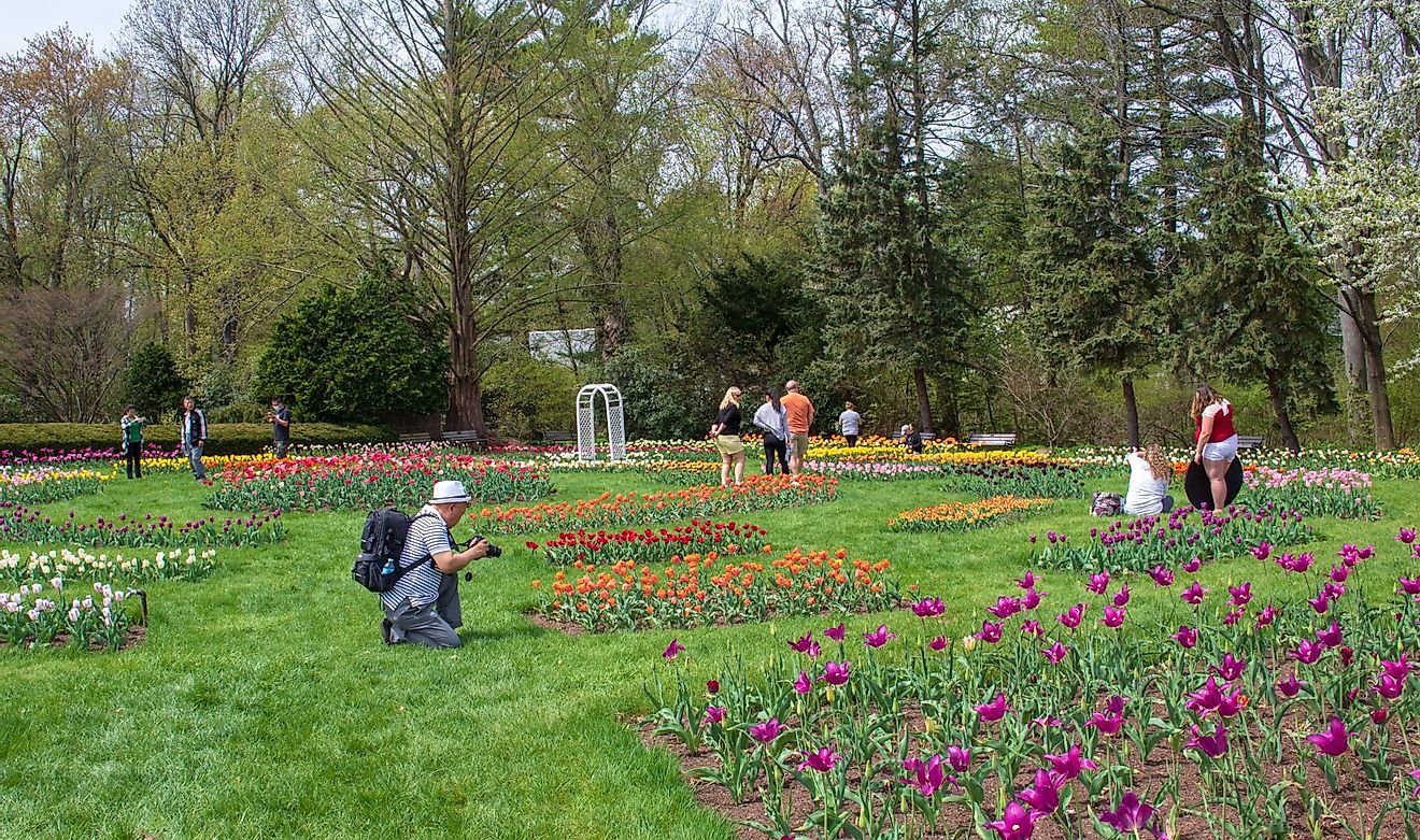 A man photographs tulips in Elizabeth Park while others explore the garden at West Hartford, Connecticut. Editorial credit: Jennifer Yakey-Ault / Shutterstock.com