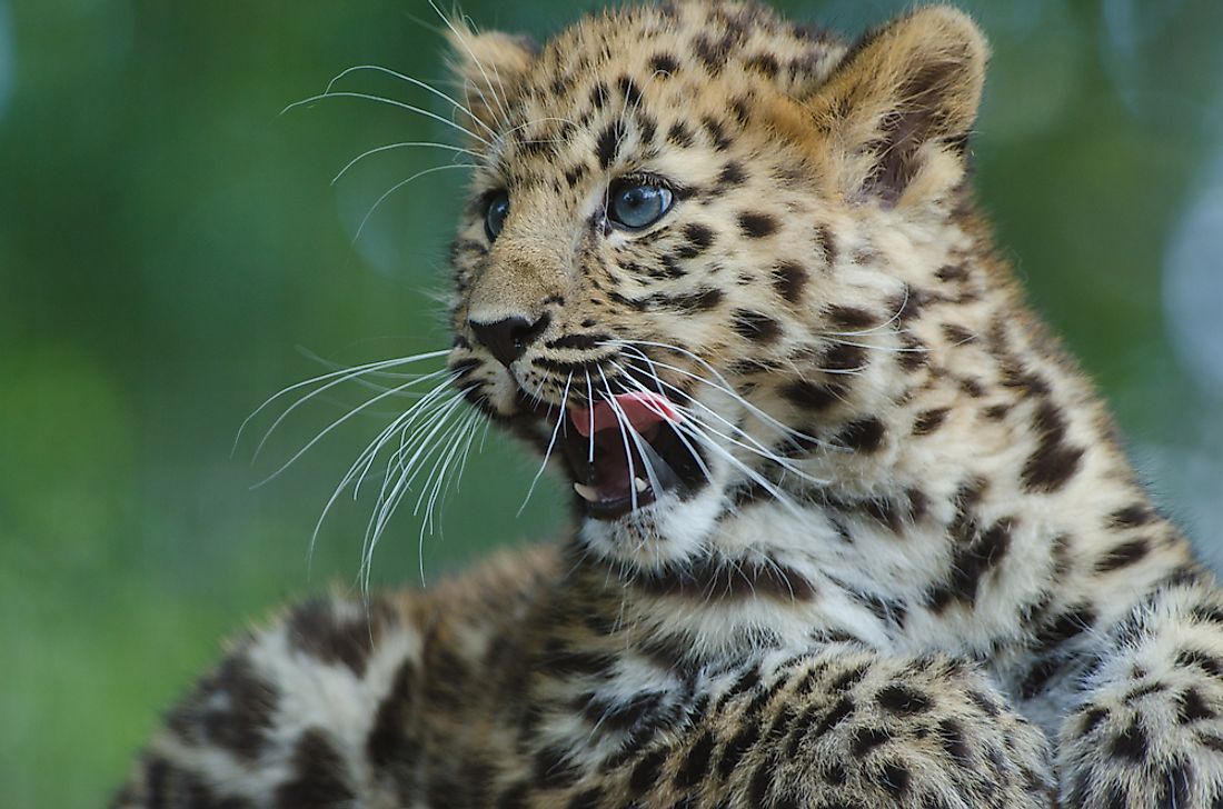 A young Amur leopard cub. 