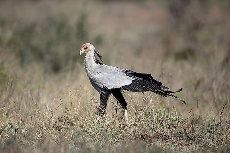 A Secretary Bird walks across African grasslands.