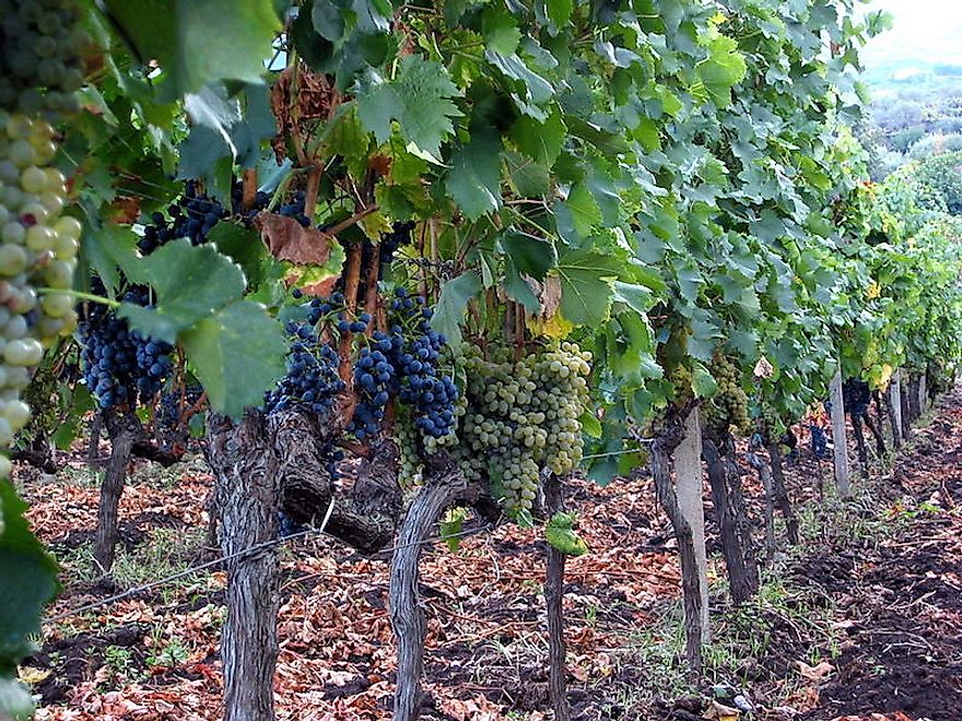 A field blend of red and white wine grapes planted together in a vineyard in Sicily.