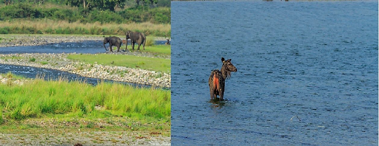 A Sambar Deer and Indian Elephants in Jim Corbett National Park.