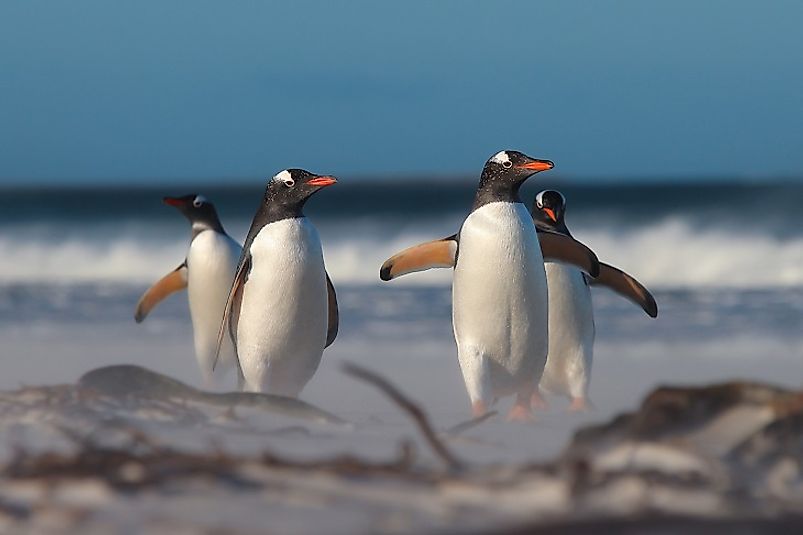 A group of Gentoo penguins wander along a beach on the Falkland Islands.