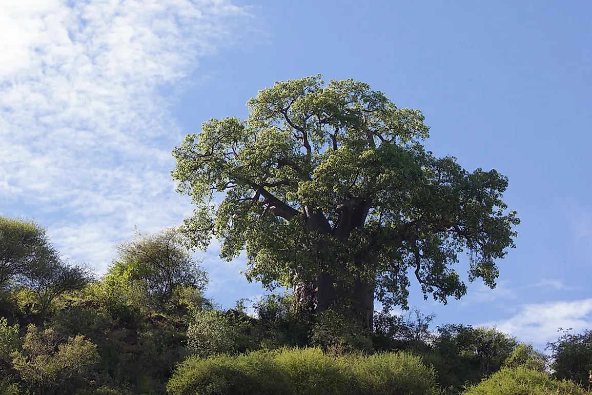 african baobab tree