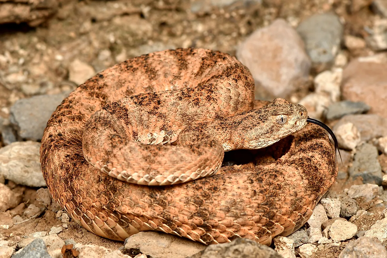 A tiger rattlesnake (Crotalus tigris)